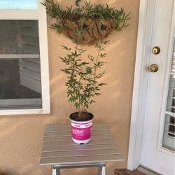 Purple Vitex Tree   Santa Teresa 