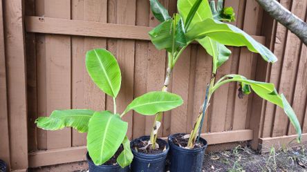 Banana Plant In  3 Gallon Pot