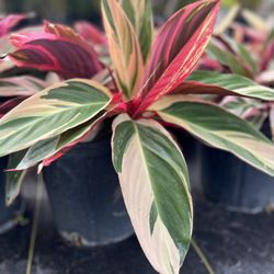 Stromanthe 3 Gallon Pickup Or Delivery 