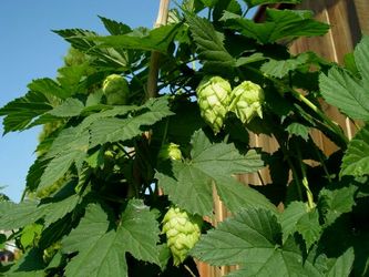 Cascade Brewing Hops