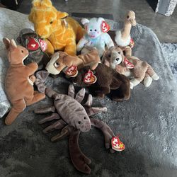 Beanie Baby Collection 