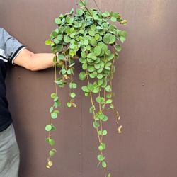 8” peperomia hope