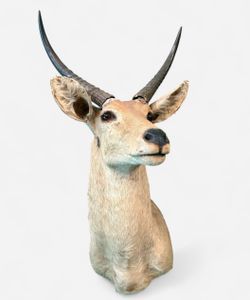 Vintage Taxidermy African Reedbuck Shoulder Mount