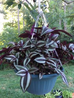 This Besutiful  Hanging Pot ! Wandering Jew! $12