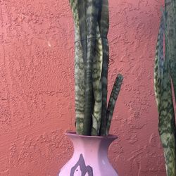 Snake Plants En Maceta De Cerámica .