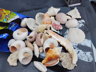 Seashells