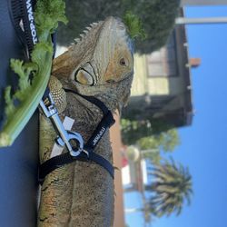 HMU for more details $$$