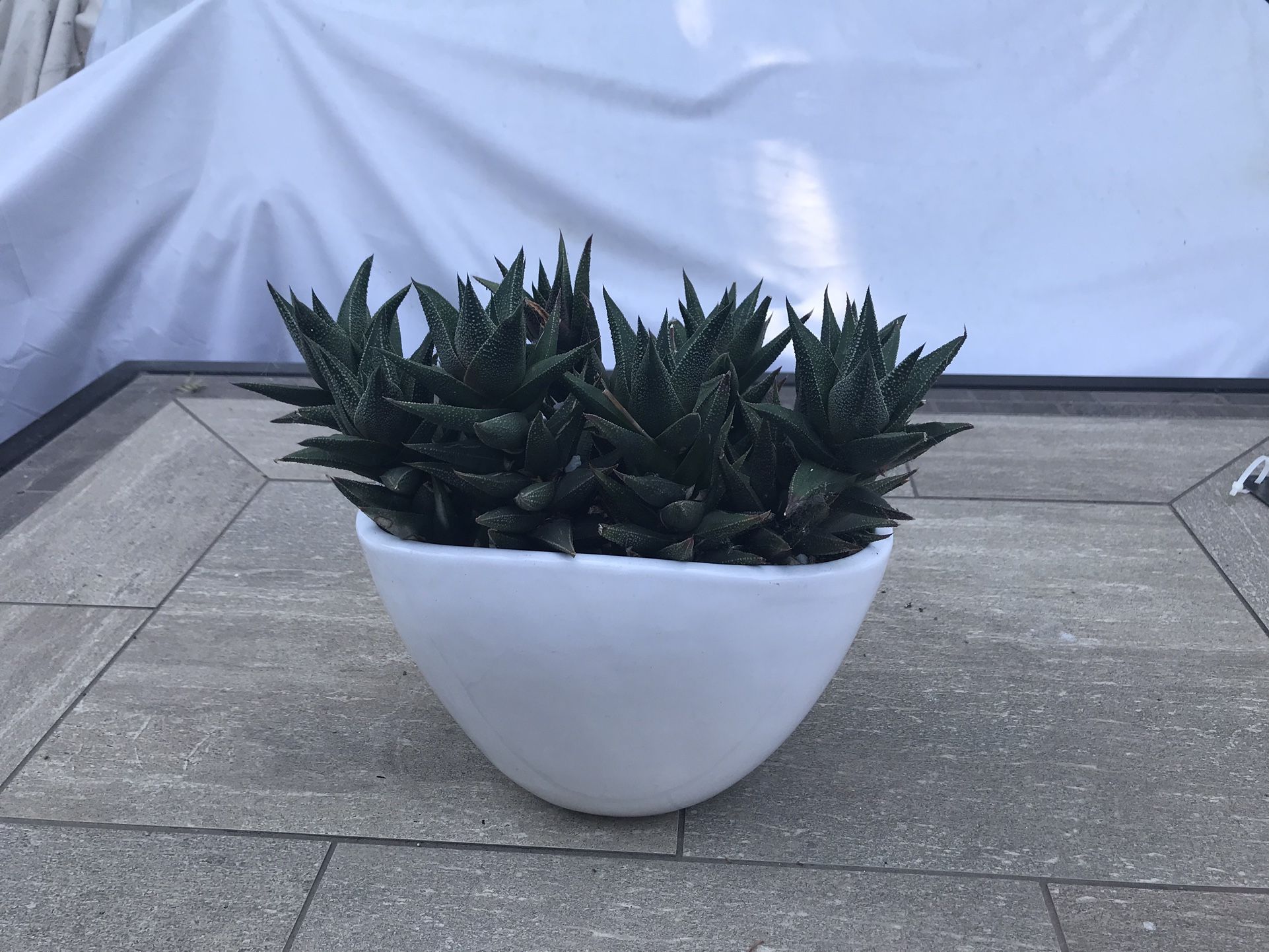 Haworthia succulents in a white ceramic pot