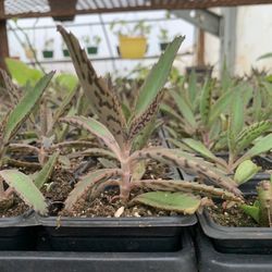 Mother of Thousands -Kalanchoe daigremontiana , Alligator plant or Mexicanhat “4