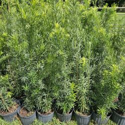 podocarpus About 6 feet tall $35 , 4 feet tall  $10, I also have some  at $7 around  2 + feet