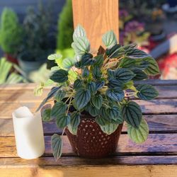 Live indoor Silver Ripple Peperomia plant in a ceramic planter pot —firm price