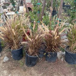 Fountain Grass