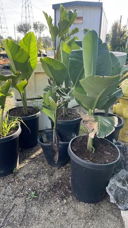 Giant birds of paradise