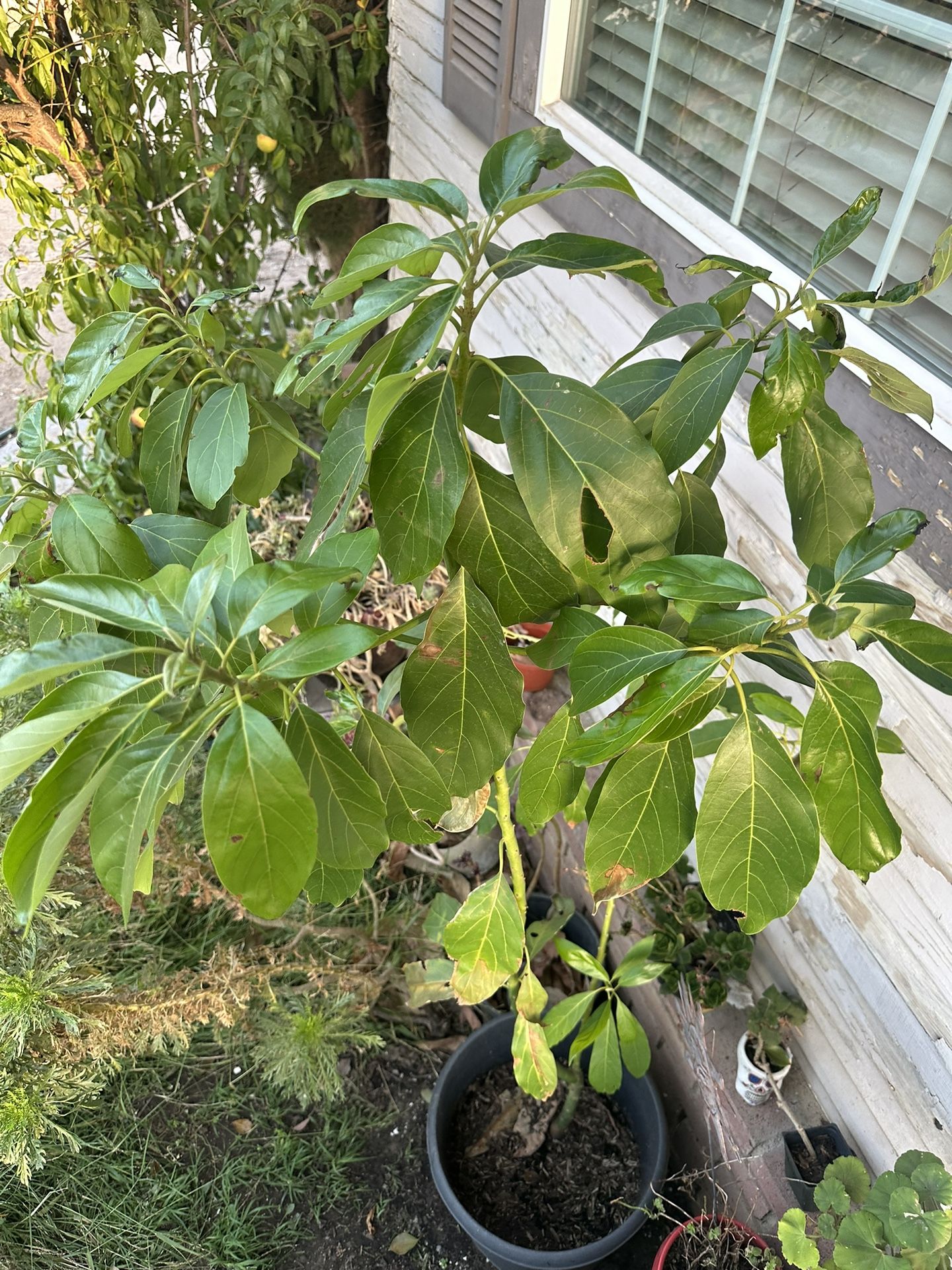 Young Avocado Tree