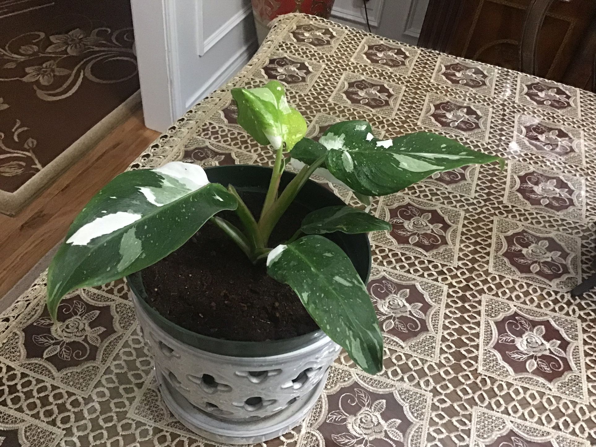 Plant