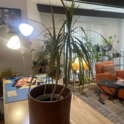 Dracaena plant