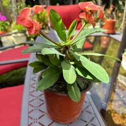 Corona De Cristo | Crown Of Thorns Plant 