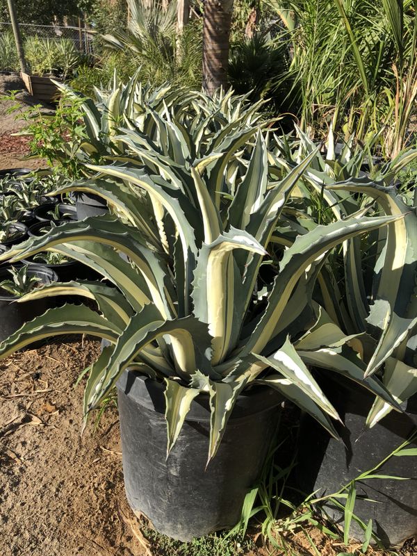 Agave plants for Sale in Winchester, CA OfferUp