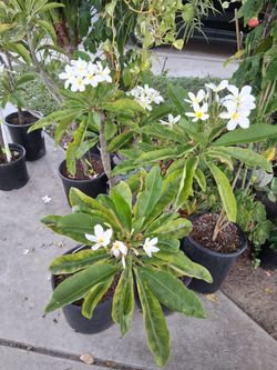 Plumeria Tree with White & Yellow Flowers $45