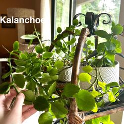 2 For $5 House Plants 