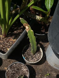 Dragón plant
