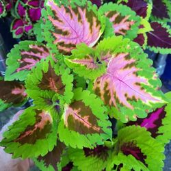 Coleus  is a GREAT Colorful & Bright Houseplant!