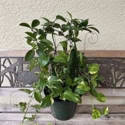 3 Plants In One Beautiful Arrangement 