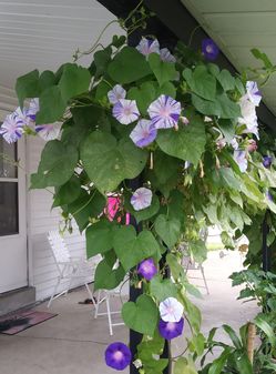 Mix Morning Glory vine flower seeds