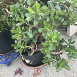 Plant ,Jade Very Large In 4 Gallon Pots 