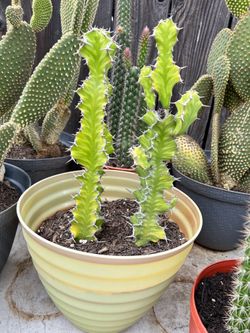 Cactus plant