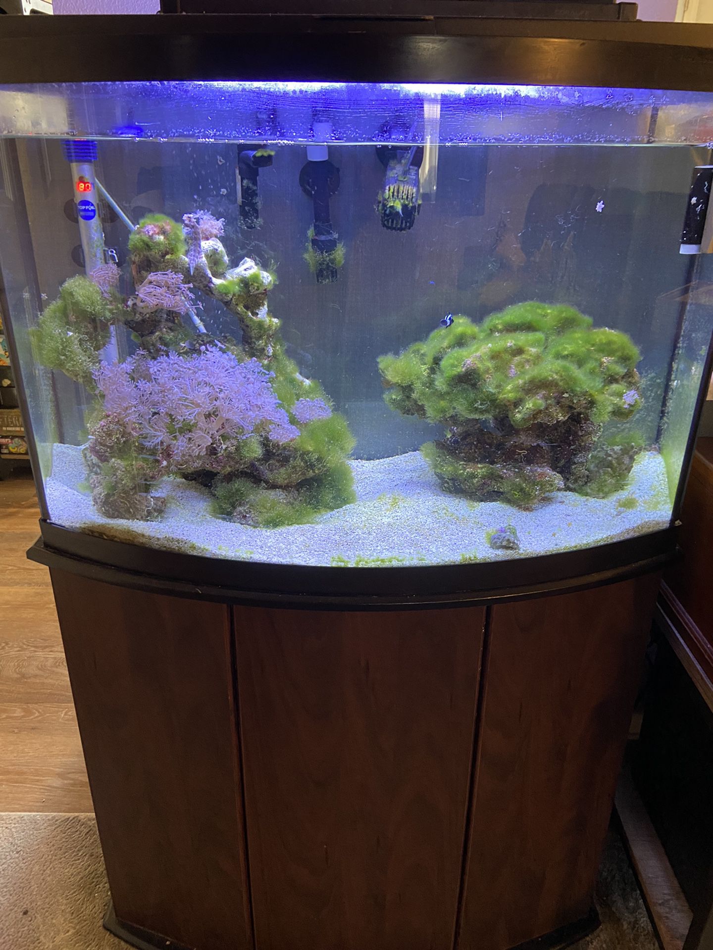 Complete Salt Water Fish Tank 
