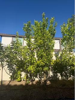 2 Lemon Trees for Sale
