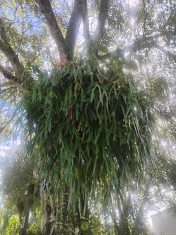Staghorn fern