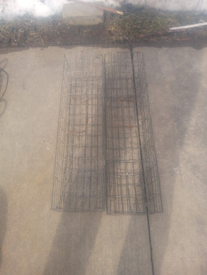 Muskrat Colony Traps