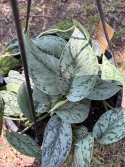 Silver satin pothos plant