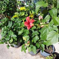 Hibiscus Delivered And Planted