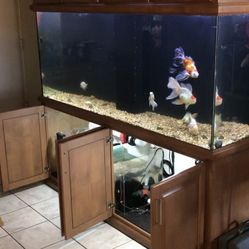 Aquarium/fish tank extra large 150 gallons with sump and lots of extras