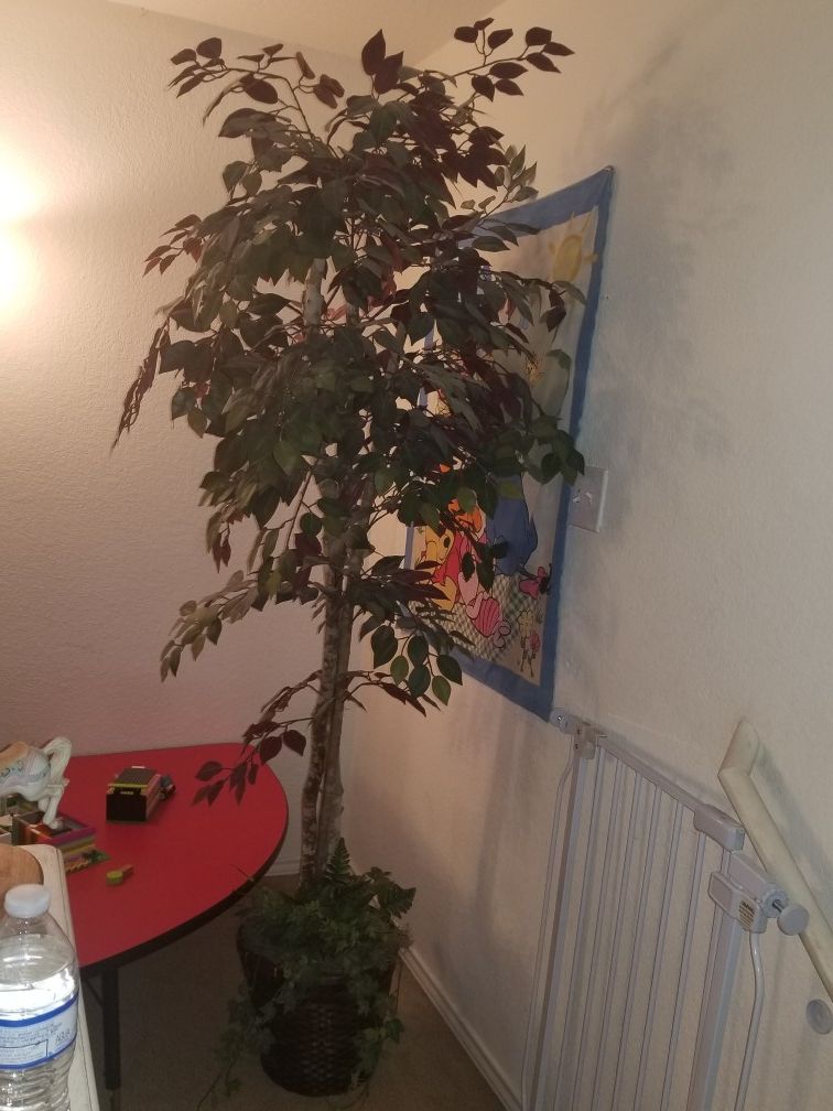 2 fake house plants /office plants, one is 6ft other is roughly 2.5 3ft