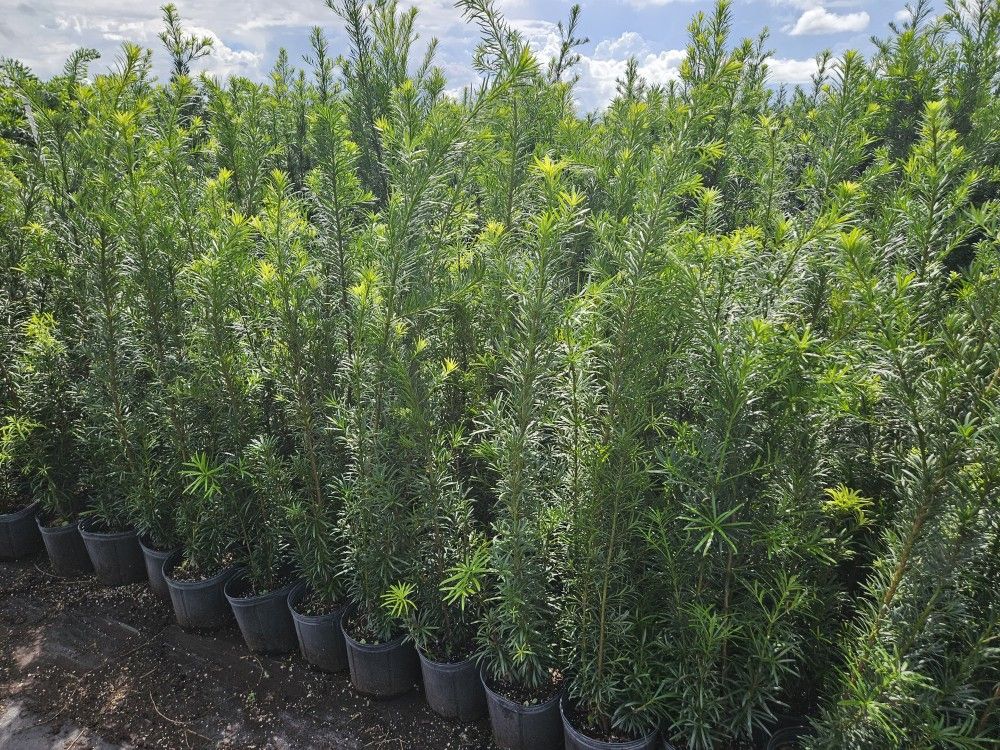 Podocarpus Over 4 Feet Tall Instant Privacy Hedge For Fence