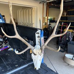 Elk horns / mount