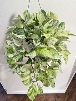 Houseplant Potho Snow Queen Super Full 6”Hanging Basket 