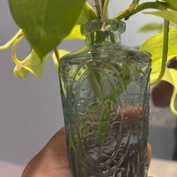 Golden Pothos Cutting