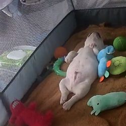 Hombres No Puedo Poner La Foto Comida , Azul Y Negra