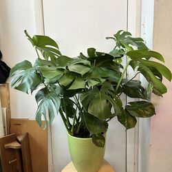 Monstera deliciosa