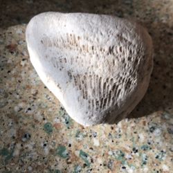 Fossilized Coral
