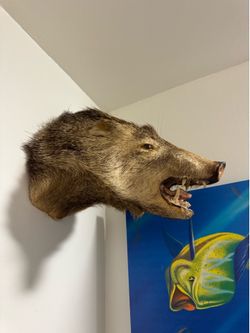 Javelina taxidermy