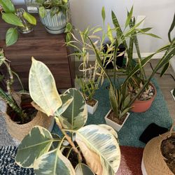 Assortment Of Different Plants With Or Without Pots
