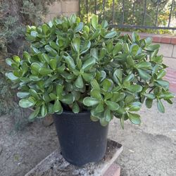 5-Gallon Jade Plant