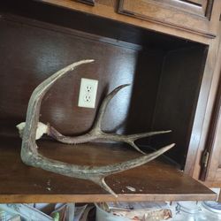 Another Set Of Deer Antlers