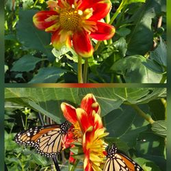 Dahlia Plants Pooh Butterfly Magnets $5 each